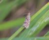 Dichrorampha sp.